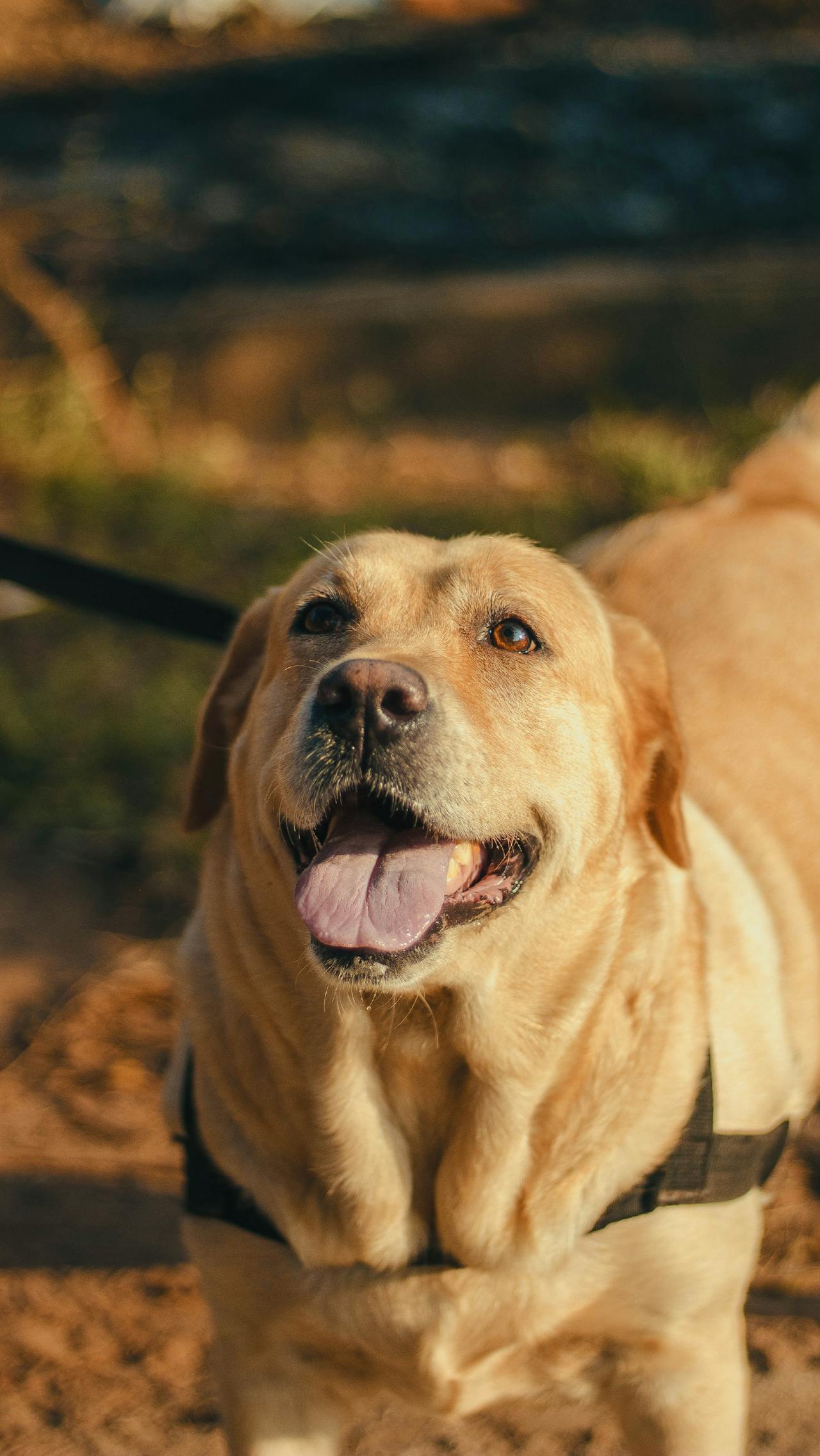 Keizersnede bij hond en kat