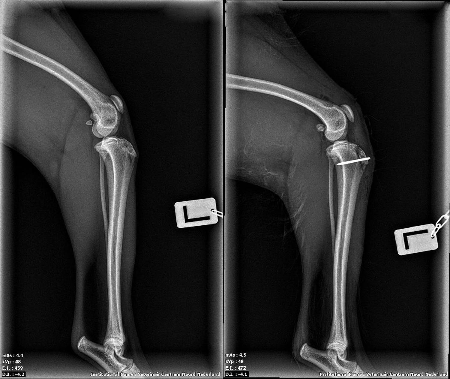 Rontgenfoto-Post-OK-Patella-luxatie-hond Rontgenfoto Post OK Patella luxatie hond